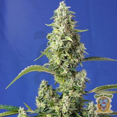 Planta de marihuana