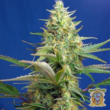 Planta de marihuana
