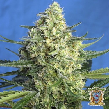 Planta de marihuana