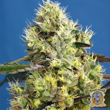 Planta de maconha