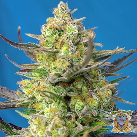 Planta de marihuana Planta de marihuana