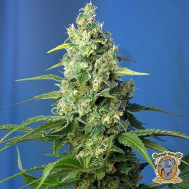Planta de marihuana