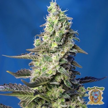 Planta de marihuana
