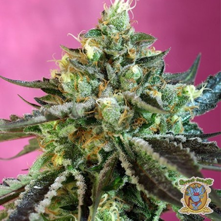 Planta de maconha Planta de maconha