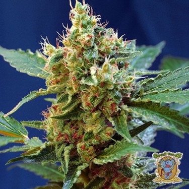 Planta de marihuana
