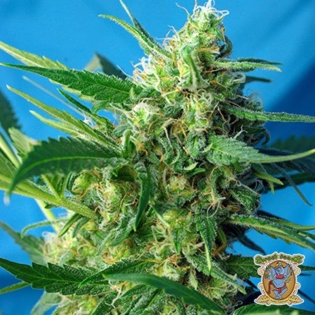 Planta de marihuana Planta de marihuana