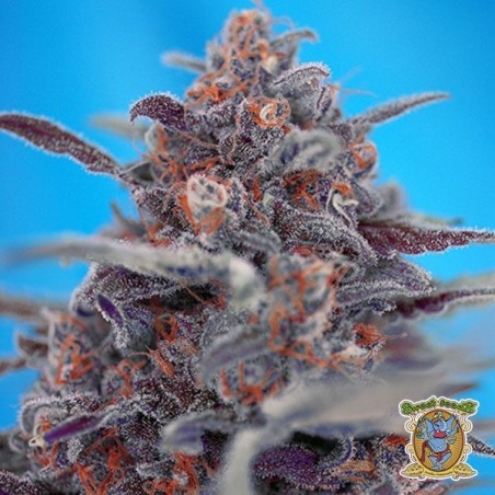 Planta de marihuana Planta de marihuana