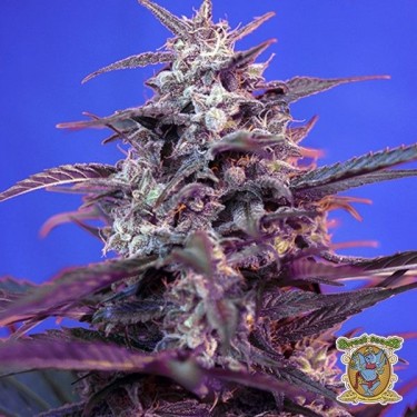 Bloody Skunk Auto planta de marihuana