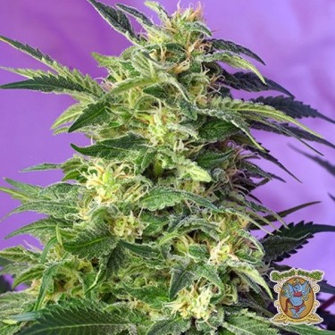 Planta de marihuana