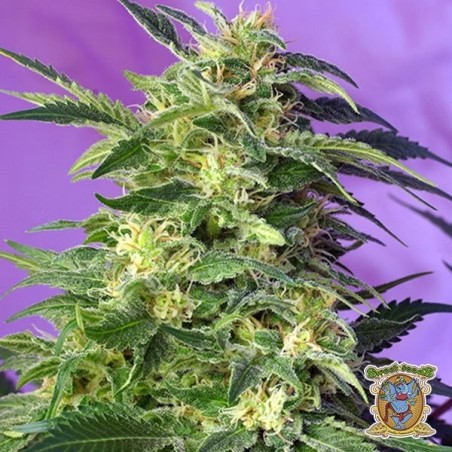 Planta de marihuana Planta de marihuana