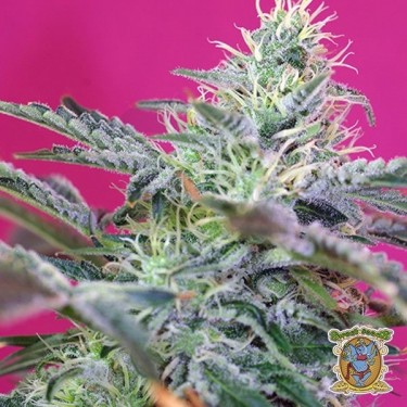 Planta de marihuana