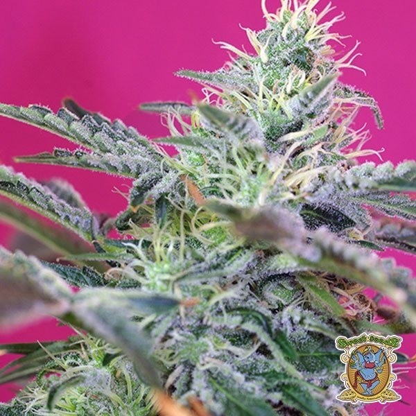 Sweet Cheese Auto