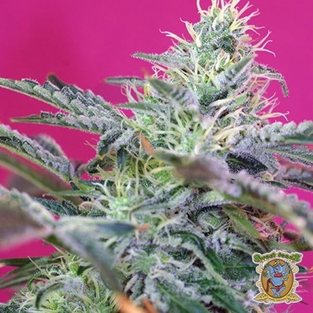 Sweet Cheese Auto Sweet Cheese Auto