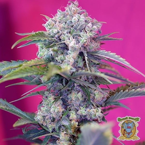 Planta de maconha