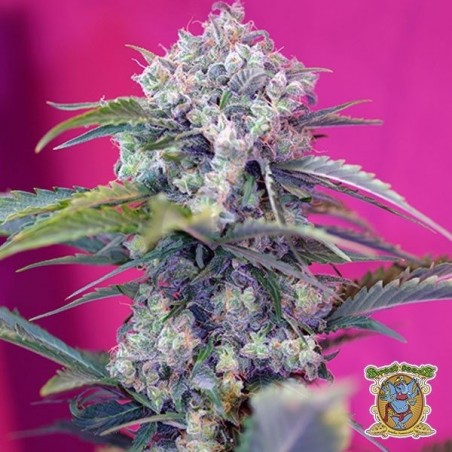 Planta de marihuana Planta de marihuana