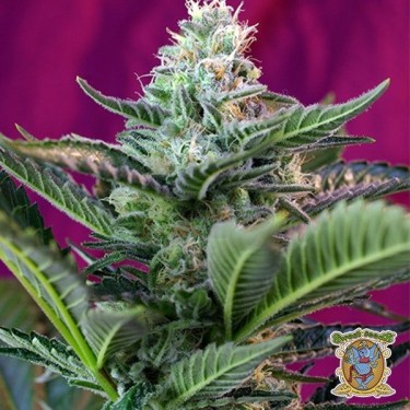 Planta de marihuana