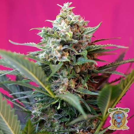 Planta de marihuana Planta de marihuana
