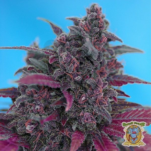 Planta de marihuana