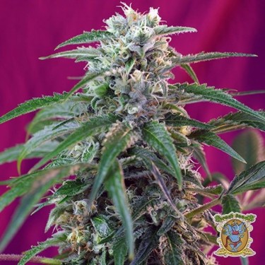 Planta de marihuana