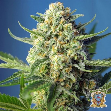 Planta de marihuana Planta de marihuana