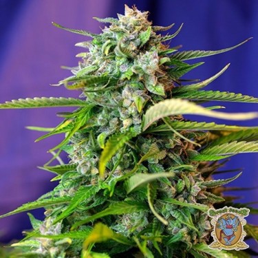 Planta de maconha
