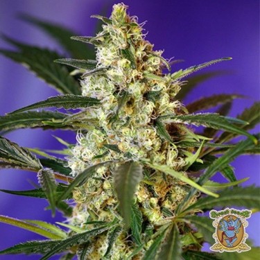 Planta de marihuana