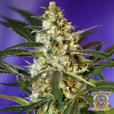 Planta de marihuana Planta de marihuana