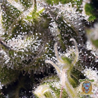 Planta de marihuana