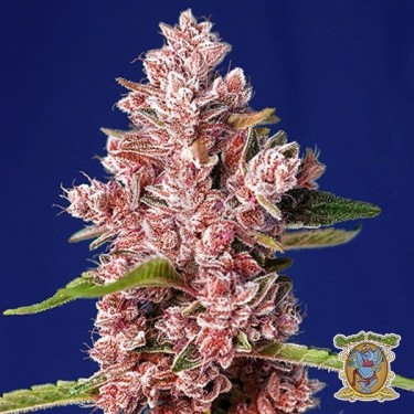Planta de marihuana
