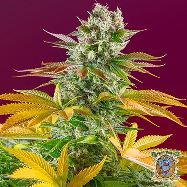 Planta de marihuana
