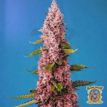 Planta de marihuana
