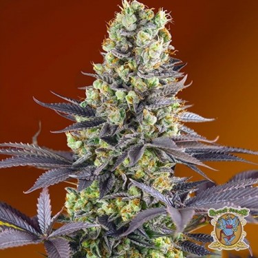 Planta de marihuana