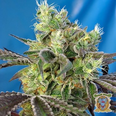 Planta de maconha