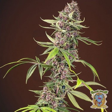 Planta de marihuana