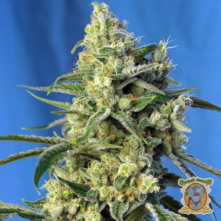 Planta de maconha Planta de maconha