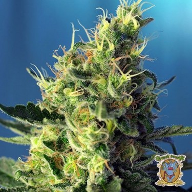 Planta de marihuana