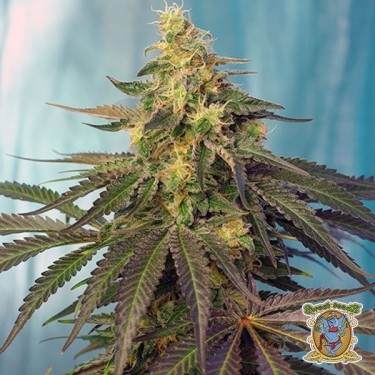 Planta de marihuana