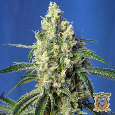 Planta de marihuana