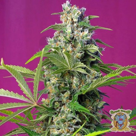 Planta de marihuana Planta de marihuana