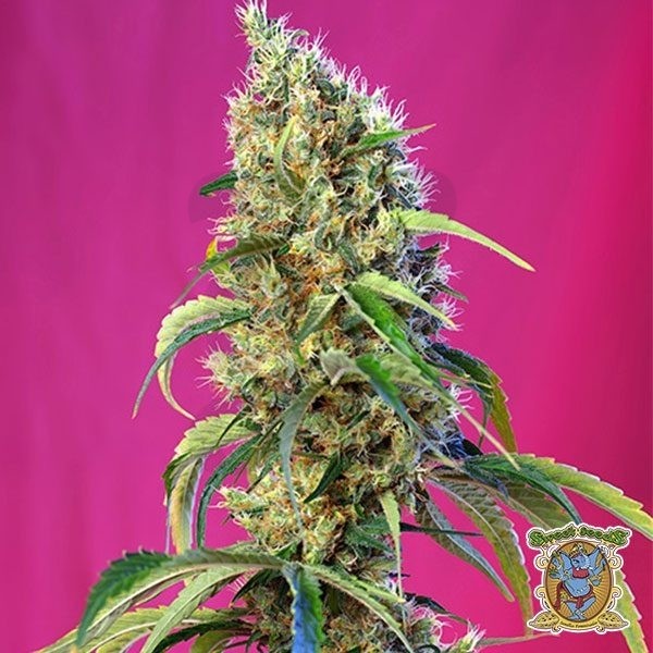 Planta de marihuana
