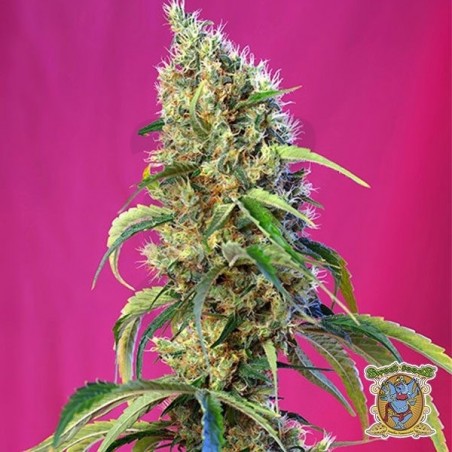 Planta de marihuana Planta de marihuana