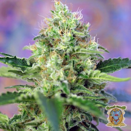 Planta de marihuana Planta de marihuana