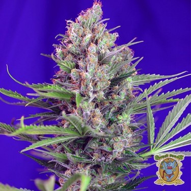 Planta de marihuana
