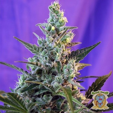 Planta de marihuana