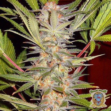 Planta de marihuana