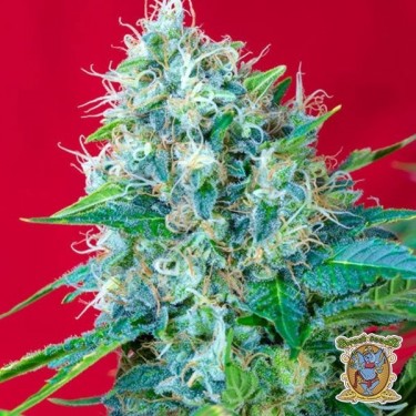 Planta de marihuana