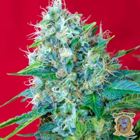 Planta de marihuana Planta de marihuana