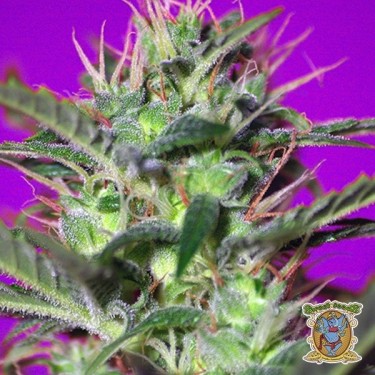 Planta de marihuana