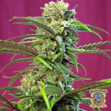 Planta de marihuana