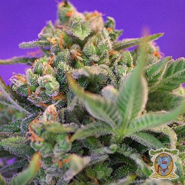 Sweet Cheese F1 Fast Version de Sweet Seeds - Grow Barato